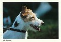 Parson-Jack-Russell