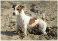 JackRussell-smooth-1