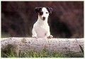 JackRussell-smooth-2