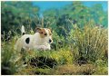 JackRussell-smooth-4