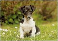 JackRussell-smooth-5