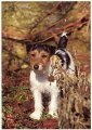 JackRussell-wire-1