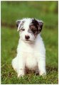 JackRussell-wire-2